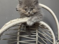 2.5 aylık british longhair yavrularımız