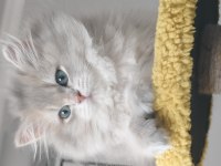 British longhair ay11