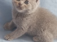 British shorthair / longhair ve scottish fold sahiplendirme
