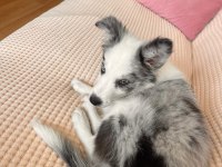 Blue Merle Border Collie Yavru