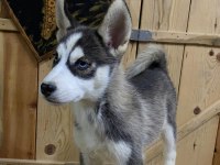 2.5 aylık dişi erkek husky yavrum mevcuttur