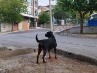 1.5 yaşında rottweiler