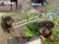 2,5 aylık dişi yavrular sahiplendirilecek rottweiler