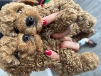 KORE ANNE BABAYA AİT KIVIR POODLE BEBEKLER