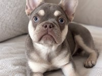 4 Aylık Dişi French Bulldog Lilac Ve Tan