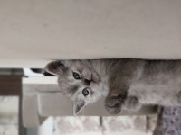 British shorthair cinsi yavrularımız yeni evlerini arıyor