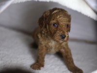 F2 ORJİNAL MALTİPOO 3 KIZ KARDEŞ