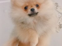 Pomeranian boo dişi yavru