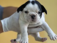 Irk Garantili Fransız Bulldog Yavrularımız