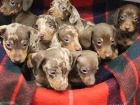 Irk Ve Sağlık Garantili Nadir Dachshund Bebekler