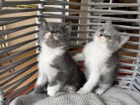 ANKARA İÇİ OYUNCU BEBEK KEDİŞ
