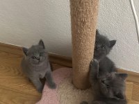 28.03.2025 doğumlu british shorthair yavrularımız
