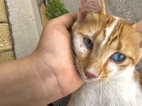 HEM UYSAL HEMDE OYUNCU SARMAN KEDİMİZ MAVİŞ