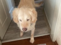 Golden Retriever Köpeğimizi Sahiplendirme