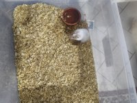 HAMSTER ÇİFTİMİZ