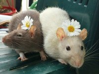 Rat - Dumbo Rat Yavrular ve Malzemeleri Adrese Teslim Var