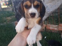 2 adet dişi beagle