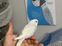 45 günlük rainbow bebek muhabbet kuşu