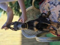 Üst Sınıf Kızıl Ve Siyah Doberman Yavrular