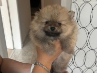 2 aylık ayı surat pomeranian yavrularımız