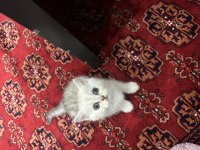 A+ Kalite British Shorthair Yavrular
