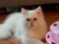 Maviş british longhair oğlumuza yuva arıyoruz