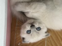 Sevimli dostlar scottish fold