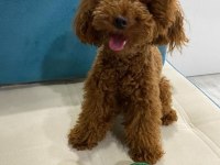 Korea Kan Erkek Red brown şecereli poodle yetişkin erkek