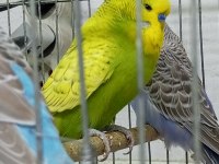Yeni şov jumbo muhabbet kuşlar 3-4 aylıklar