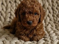 Ruhsatlı Köpek Çiftliğinden Toypoodle Yavrularımız