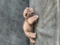 Scottish fold dişi yavru