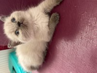 Lynx blue point shorthair ve british longhair bebişler