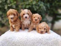 Maltipoo  Yavrularımız 
