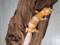 Super Kalıte Leopard Gecko