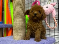 ÜNLÜ ÜRETİCİ KORE’DEN ANKARA’YA POODLE