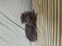 Pembe scottish fold patiler