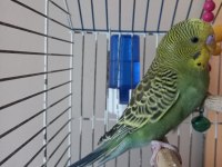Güzeller Güzeli Muhabbet Kuşu Prensesim