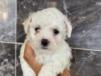 Tea cup bichon fries
