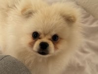 Pet eğitimi her şey mevcut pomeranian