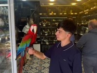 FULL EVCİL MACAWLARIMIZ TÜY YAPMISI MUZZAM OYUN HAMURU