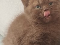Cinnemon safkan british shorthair