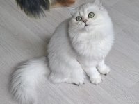 British longhair ns12 dişi 6 aylık
