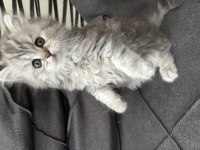 Tatlı british longhair bebeklerimiz