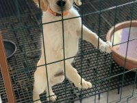 AMERİKAN GOLDEN RETRİEVER PUPPY YAVRULARIMIZ