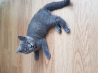 2 buçuk aylık dişi british longhair