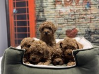 Irk garantili toy poodle yavrularımız @petclubadanaa
