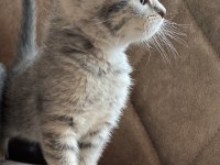 Ev Ortamında Scottish Fold Bebekler
