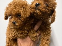 Kore Poodle Yavrular