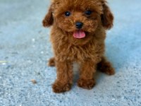 3 aylık erkek ve dişi kore poodle yavrular