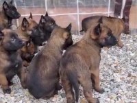 Show Kalite Belçika Malinois Bebeklerimiz